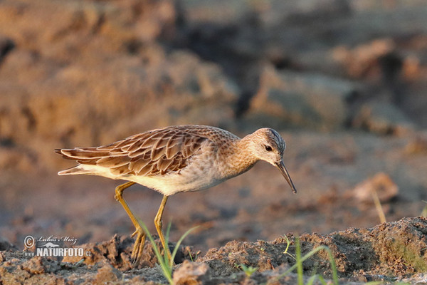 Ruff (Philomachus pugnax)