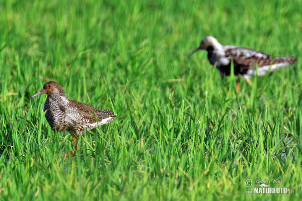 Ruff (Philomachus pugnax)