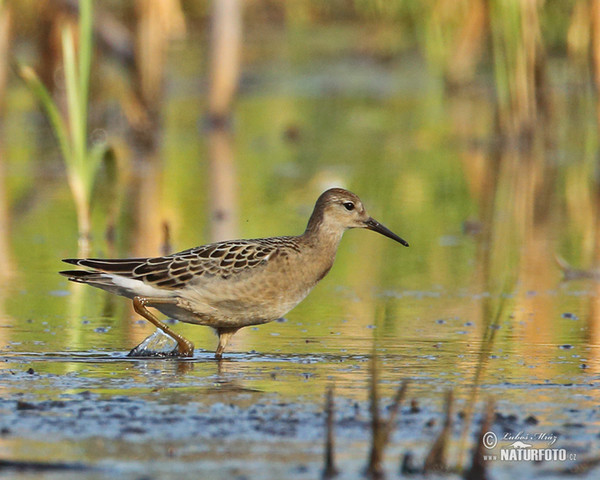 Ruff (Philomachus pugnax)