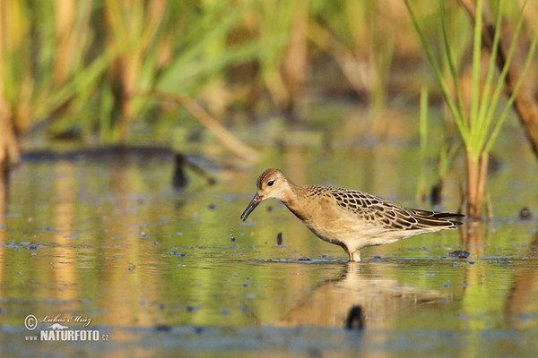 Ruff (Philomachus pugnax)