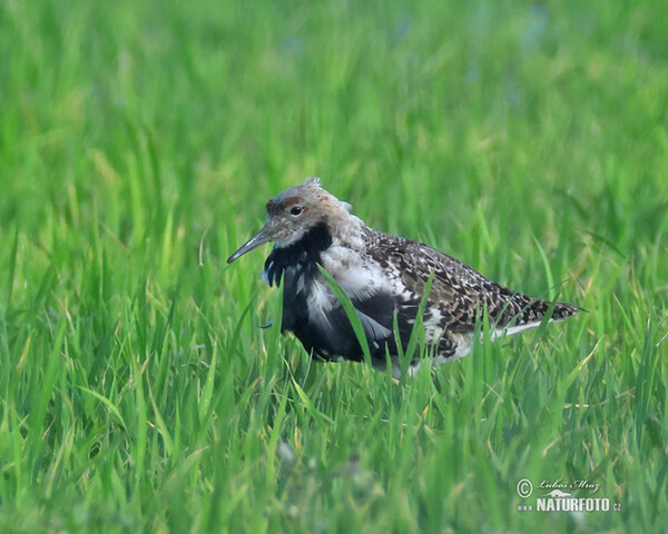 Ruff (Philomachus pugnax)