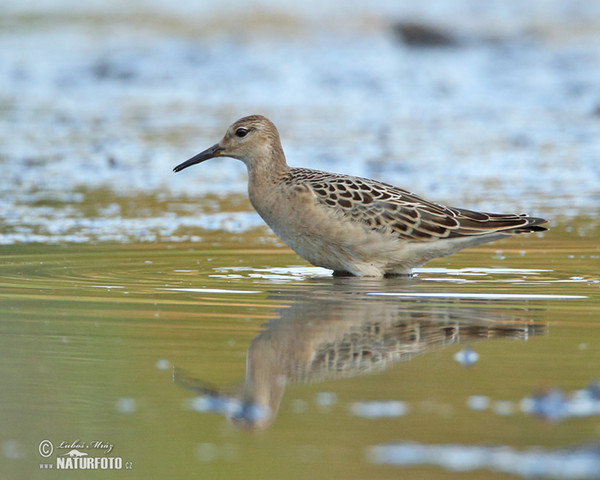 Ruff (Philomachus pugnax)