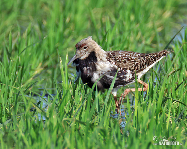 Ruff (Philomachus pugnax)