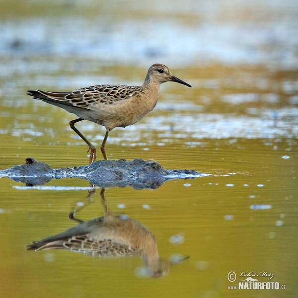 Ruff (Philomachus pugnax)