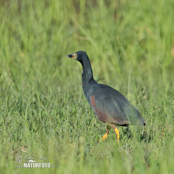 Rufous-bellied Heron (Ardeola rufiventris)