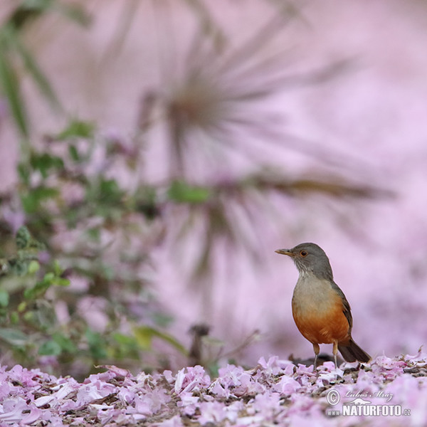 Rufous-bellied Thrush (Turdus rufiventris)