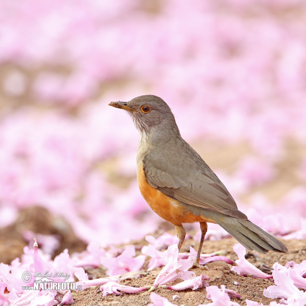 Rufous-bellied Thrush (Turdus rufiventris)