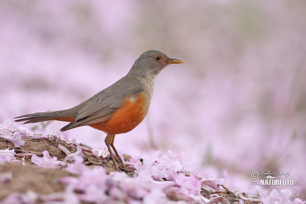 Rufous-bellied Thrush (Turdus rufiventris)