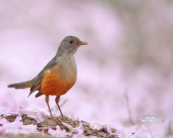 Rufous-bellied Thrush (Turdus rufiventris)