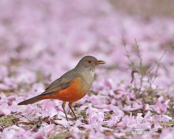 Rufous-bellied Thrush (Turdus rufiventris)