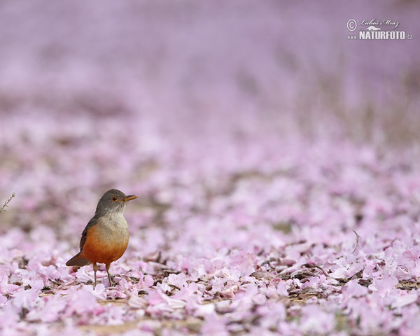 Rufous-bellied Thrush (Turdus rufiventris)