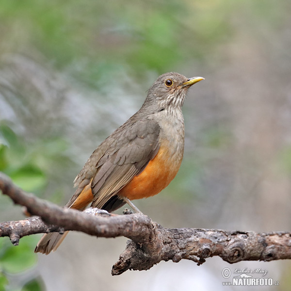 Rufous-bellied Thrush (Turdus rufiventris)