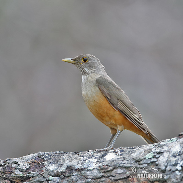 Rufous-bellied Thrush (Turdus rufiventris)