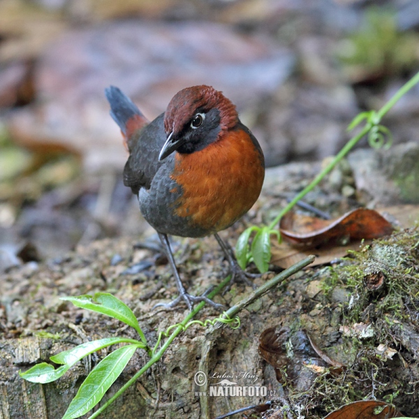 Rufous-brested Antthrush (Formicarius rufipectus)