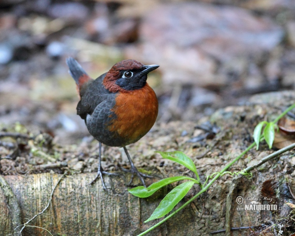 Rufous-brested Antthrush (Formicarius rufipectus)