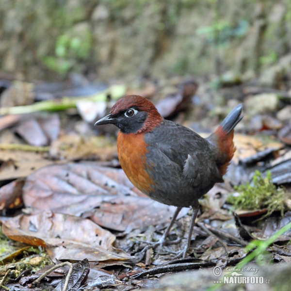 Rufous-brested Antthrush (Formicarius rufipectus)