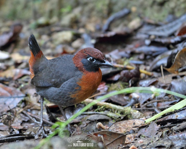 Rufous-brested Antthrush (Formicarius rufipectus)