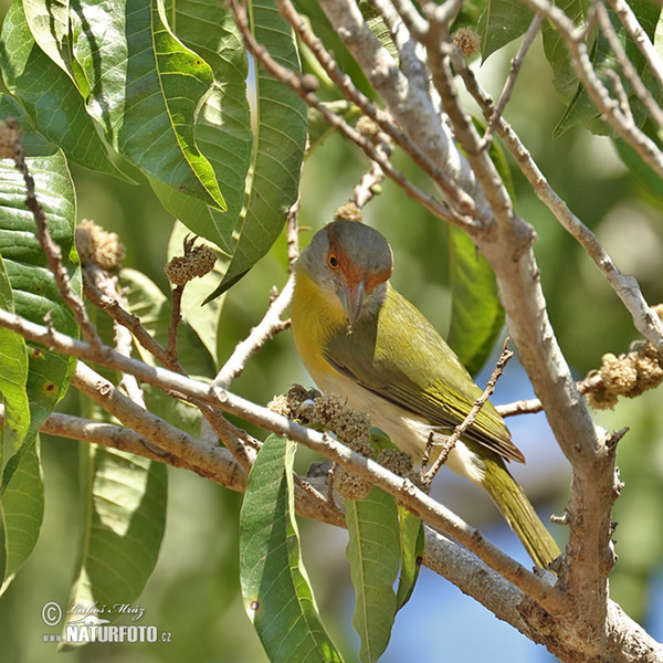 Rufous-browed Peppershrike (Cyclarhis gujanensis)