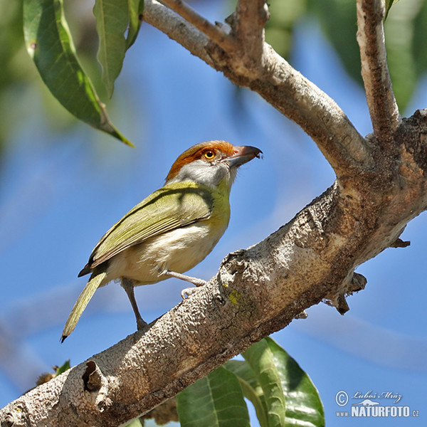 Rufous-browed Peppershrike (Cyclarhis gujanensis)