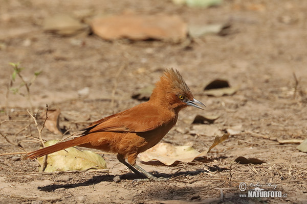 Rufous Cacholote (Pseudoseisura unirufa)