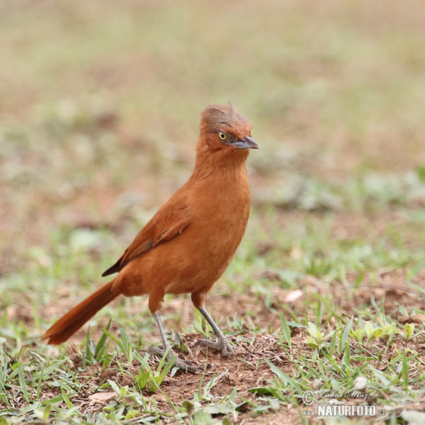 Rufous Cacholote (Pseudoseisura unirufa)