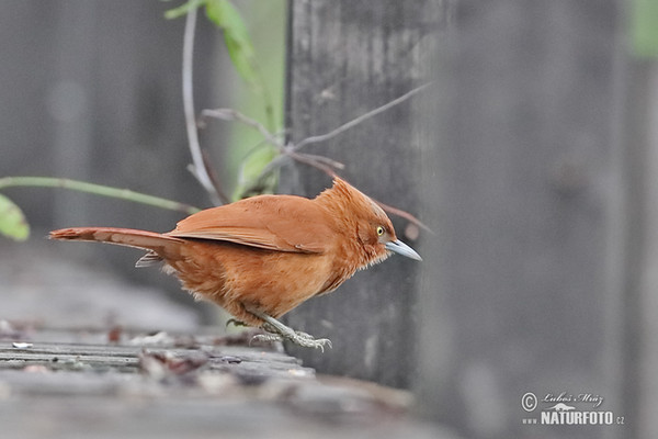 Rufous Cacholote (Pseudoseisura unirufa)