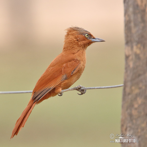 Rufous Cacholote (Pseudoseisura unirufa)