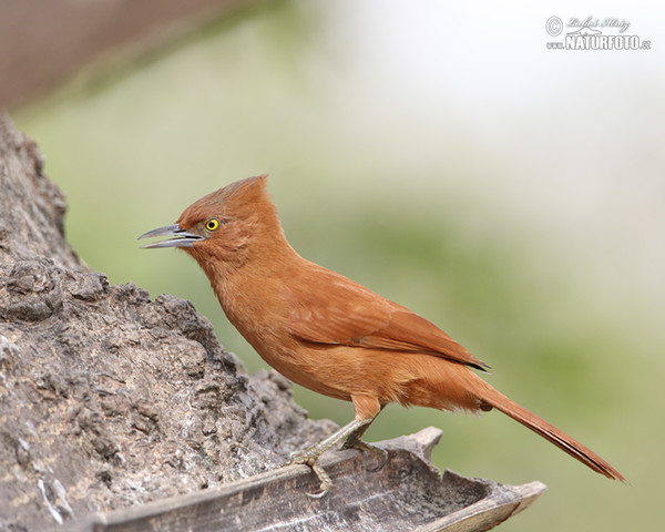 Rufous Cacholote (Pseudoseisura unirufa)