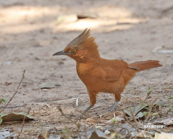 Rufous Cacholote (Pseudoseisura unirufa)