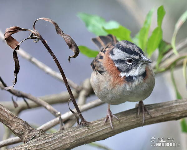 Rufous-collared Sparrow (Zonotrichia capensis)