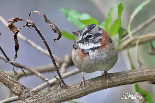 Rufous-collared Sparrow (Zonotrichia capensis)