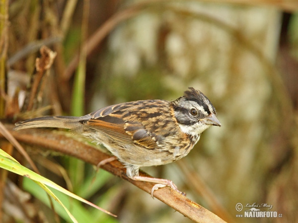 Rufous-collared Sparrow (Zonotrichia capensis)