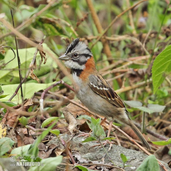 Rufous-collared Sparrow (Zonotrichia capensis)