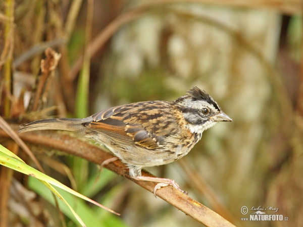 Rufous-collared Sparrow (Zonotrichia capensis)