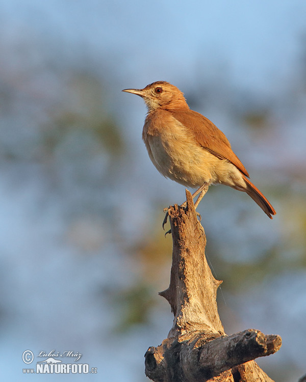 Rufous Hornero (Furnarius rufus)