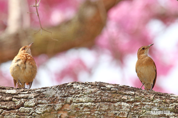 Rufous Hornero (Furnarius rufus)