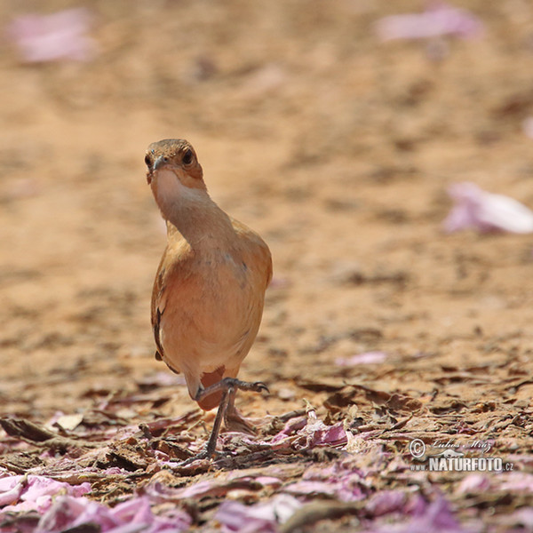 Rufous Hornero (Furnarius rufus)