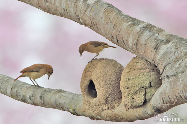 Rufous Hornero (Furnarius rufus)