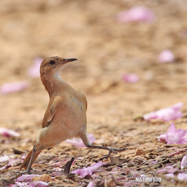 Rufous Hornero (Furnarius rufus)
