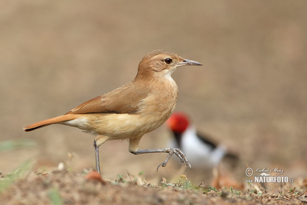 Rufous Hornero (Furnarius rufus)