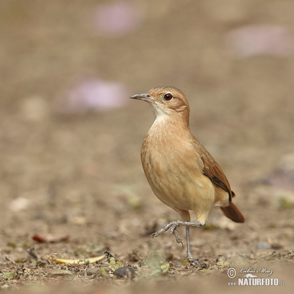 Rufous Hornero (Furnarius rufus)