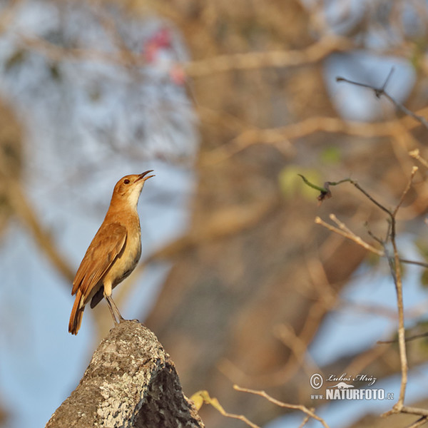 Rufous Hornero (Furnarius rufus)