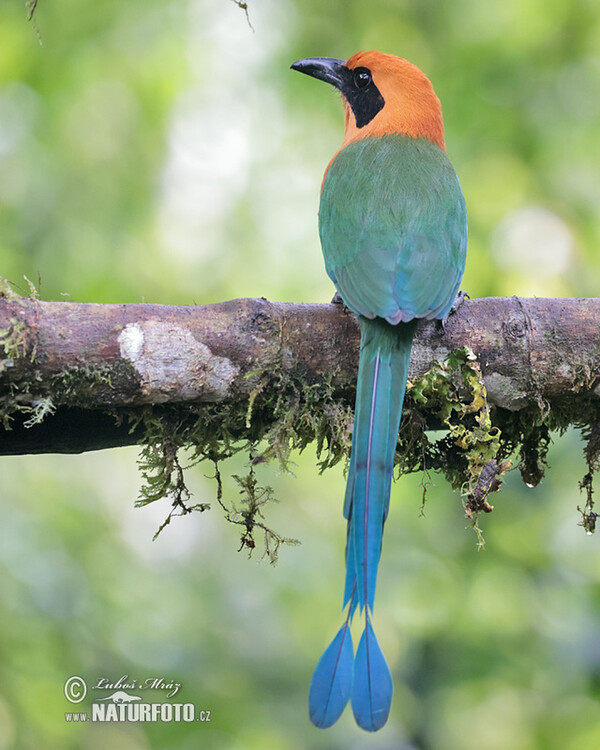 Rufous Motmot (Baryphthengus martii)