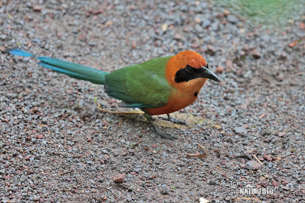 Rufous Motmot (Baryphthengus martii)