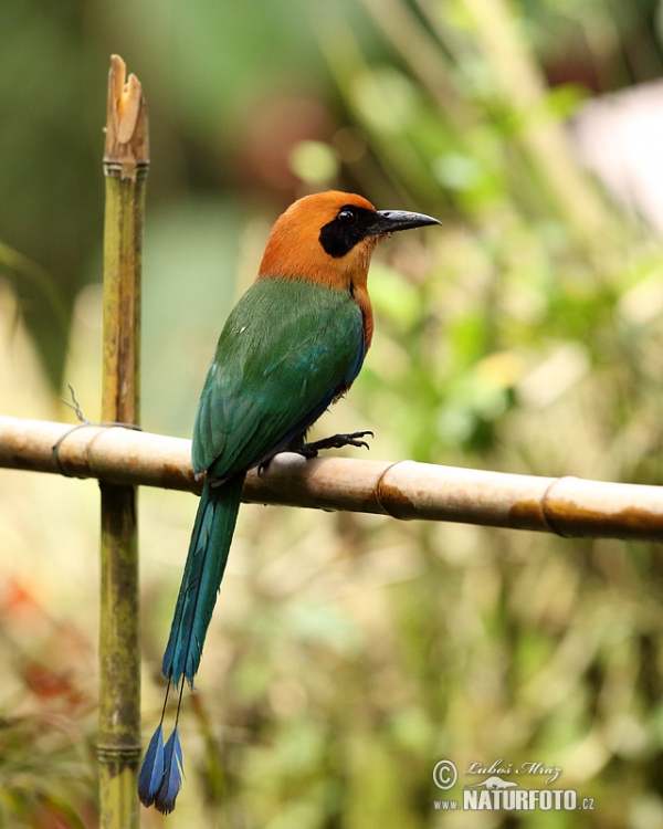 Rufous Motmot (Baryphthengus martii)