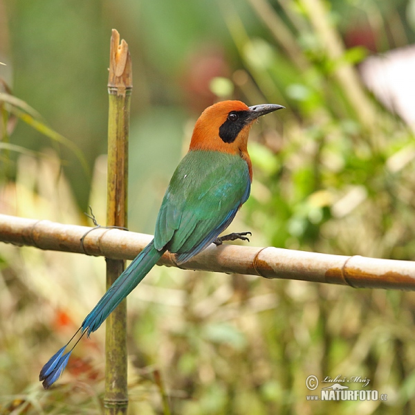 Rufous Motmot (Baryphthengus martii)