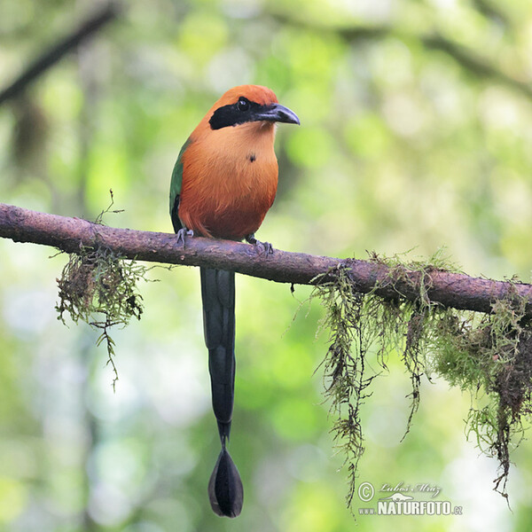 Rufous Motmot (Baryphthengus martii)