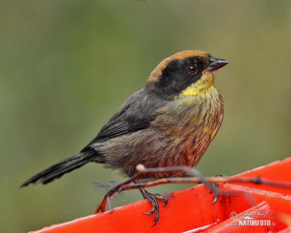 Rufous-naped Brush-Finch (Atlapetes latinuchus)