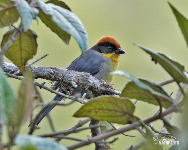 Rufous-naped Brush-Finch (Atlapetes latinuchus)