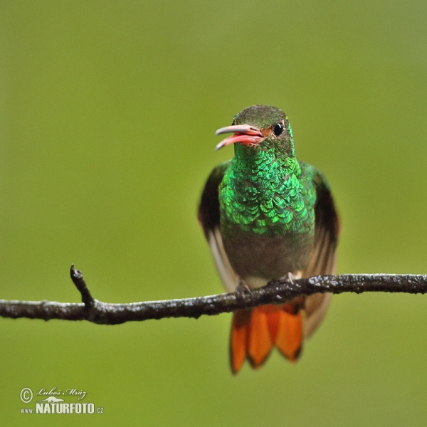 Rufous-tailed Hummingbird (Amazilia tzacatl)